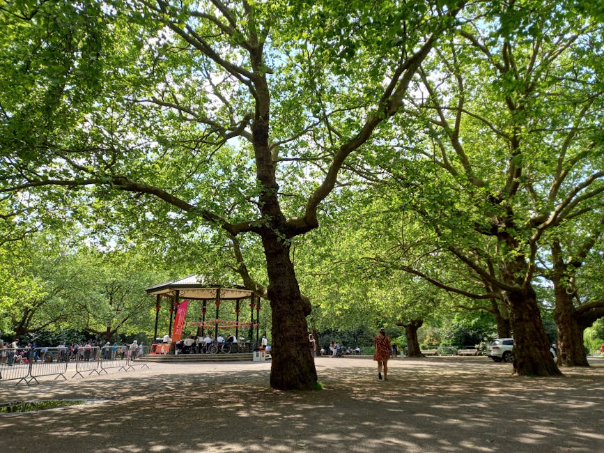 A park scene featuring several large deciduous trees with thick, textured trunks and sprawling branches covered in bright green leaves, creating a canopy that filters sunlight and casts dappled shadows on the ground. In the background, there is a small outdoor stage with a rounded roof, supported by metal poles, and a group of people gathered around it, some seated and others standing. The stage has a reddish banner hanging from its roof. To the left and right of the stage, metal barriers are set up, possibly for crowd control or event organization. The ground is paved with smooth, light-colored surfaces, and a single person wearing a patterned outfit walks across the open area. Parked cars are visible in the distance behind the trees, and the overall atmosphere is calm and shaded, highlighting the natural environment that provides a backdrop for community activities, while indirectly relating to waste management by suggesting the need for regular rubbish collection services in public spaces.